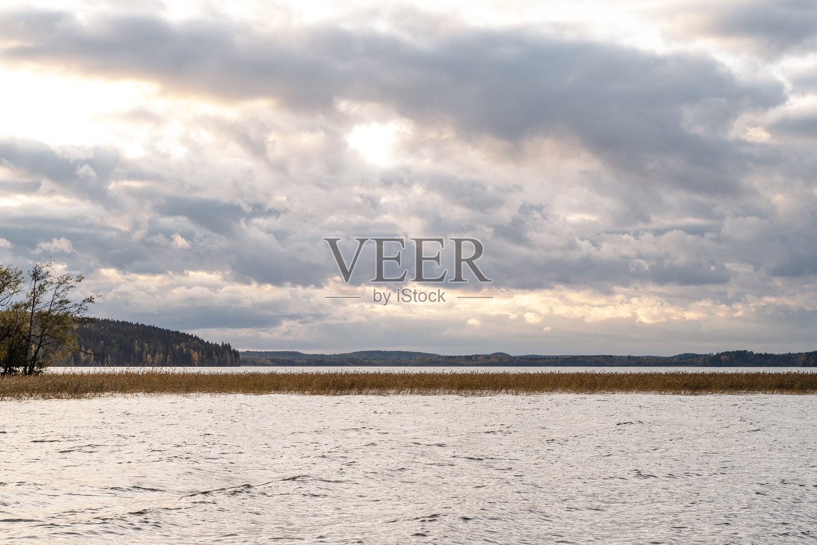 傍晚的风景，大湖与芦苇，岸边有林区。照片摄影图片