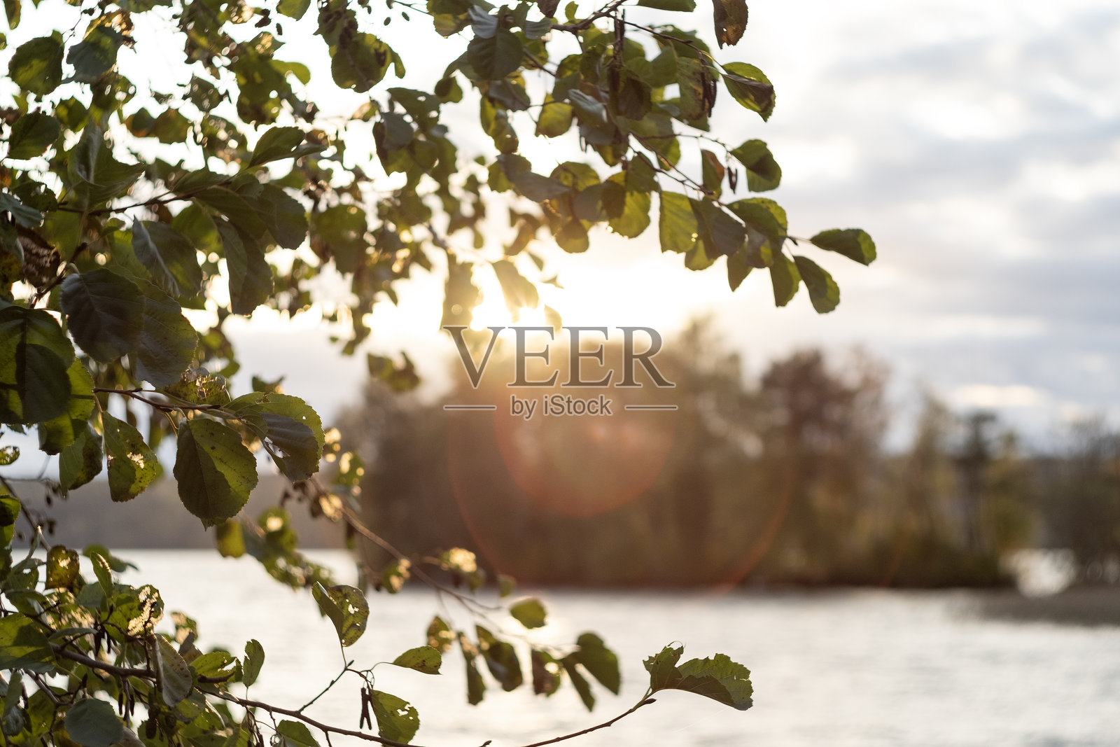 傍晚的风景，模糊的树木和湖泊，镜头中的阳光眩光。照片摄影图片