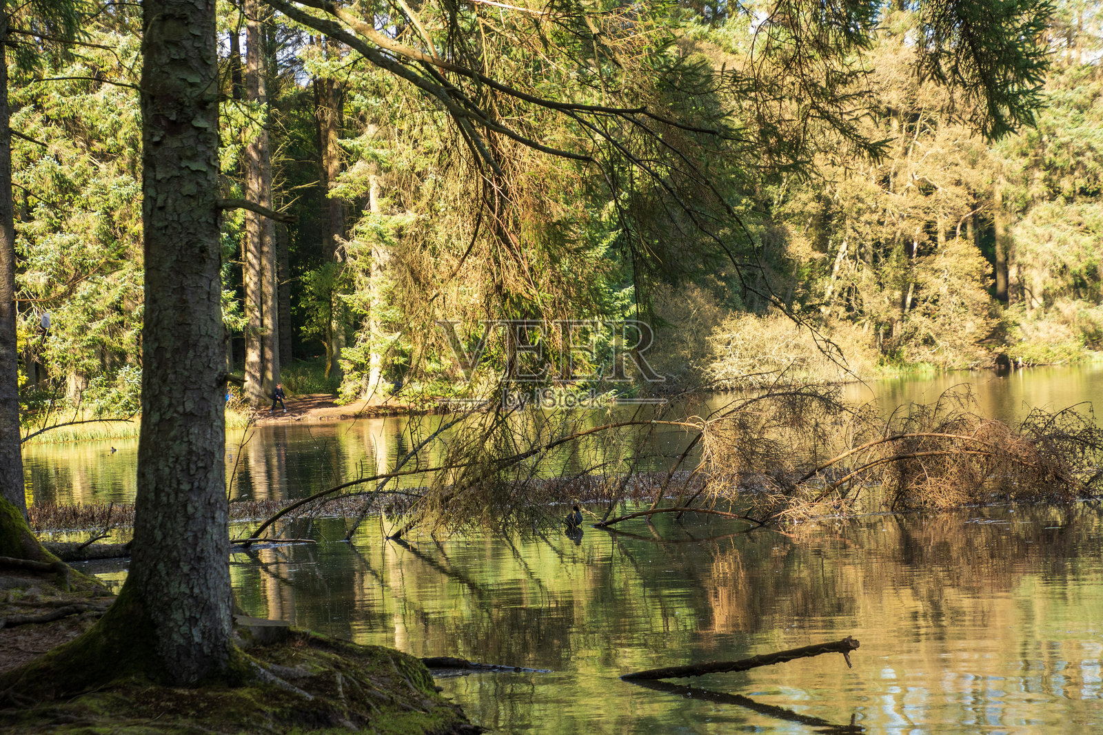 苏格兰的比克雷格斯乡村公园照片摄影图片