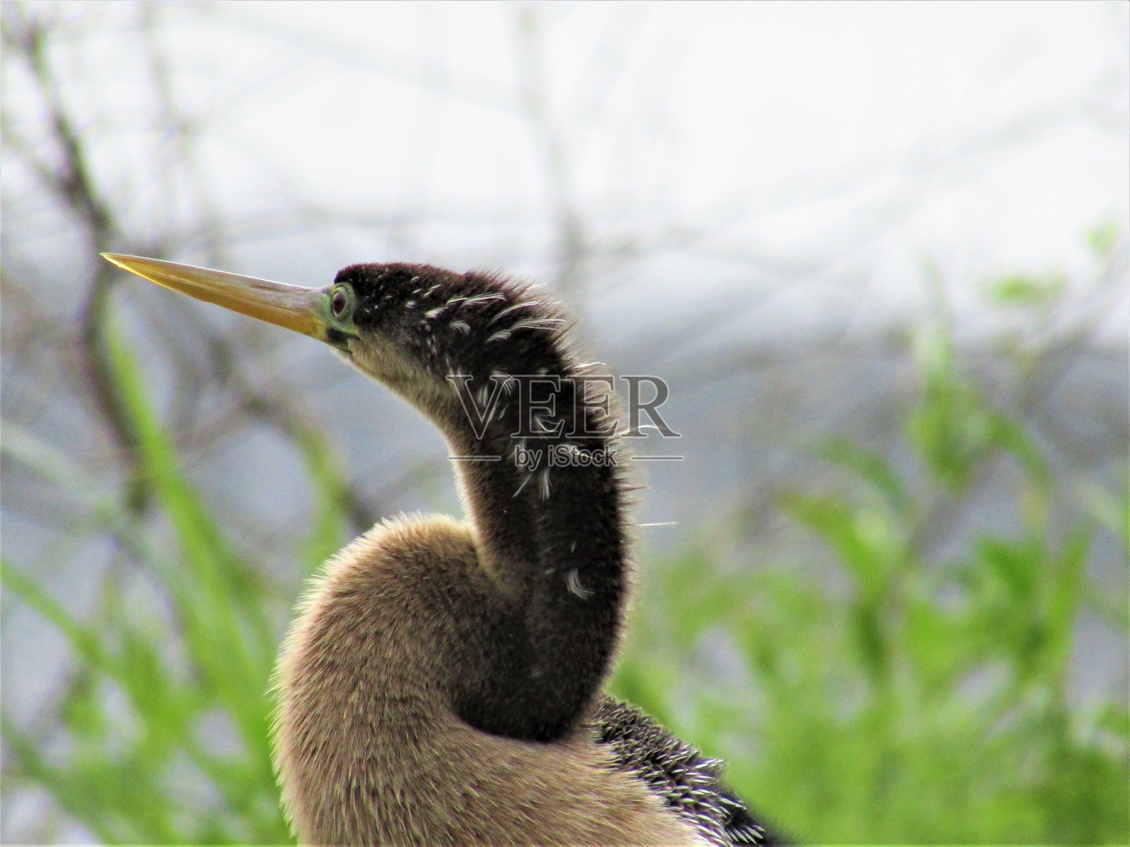 警觉的水鸡照片摄影图片