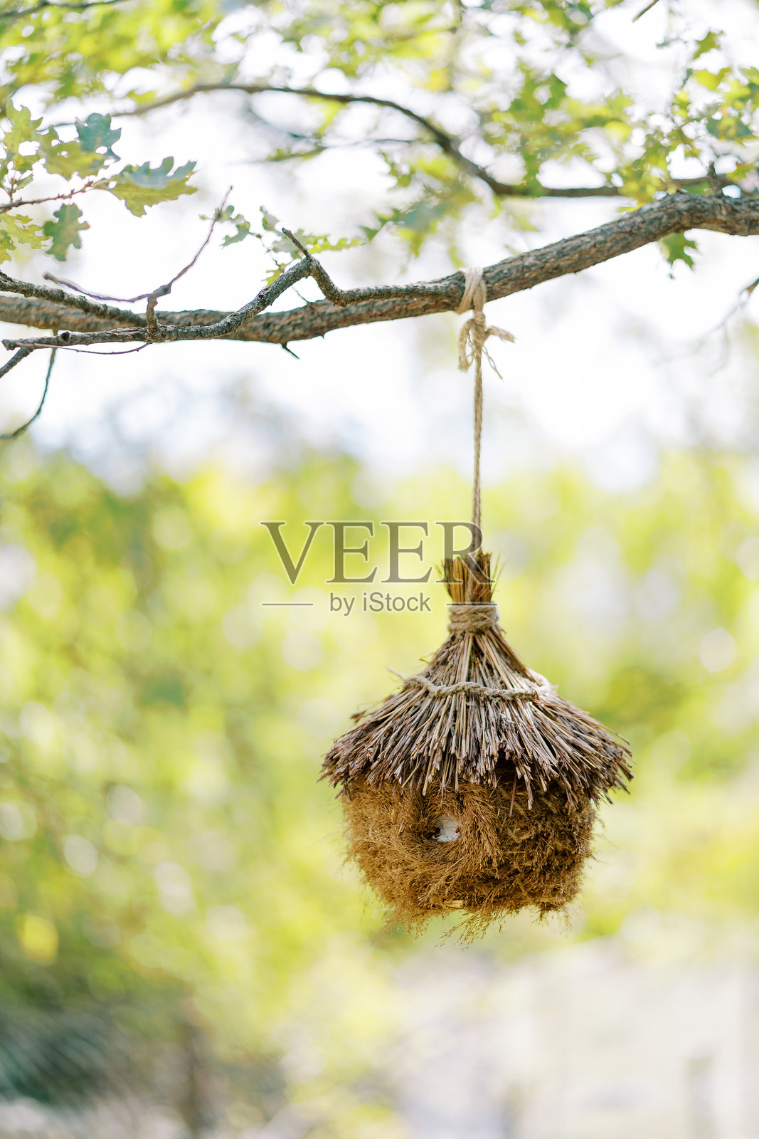 棕色藤编鸟巢悬挂在公园树上的绳子上照片摄影图片