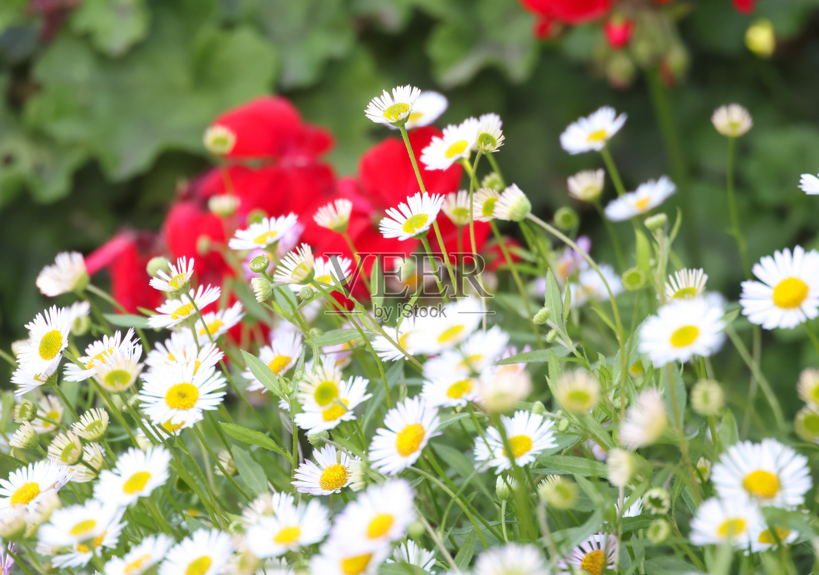 白色雏菊照片摄影图片