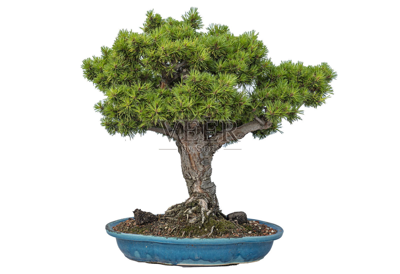 松柏盆景。照片摄影图片