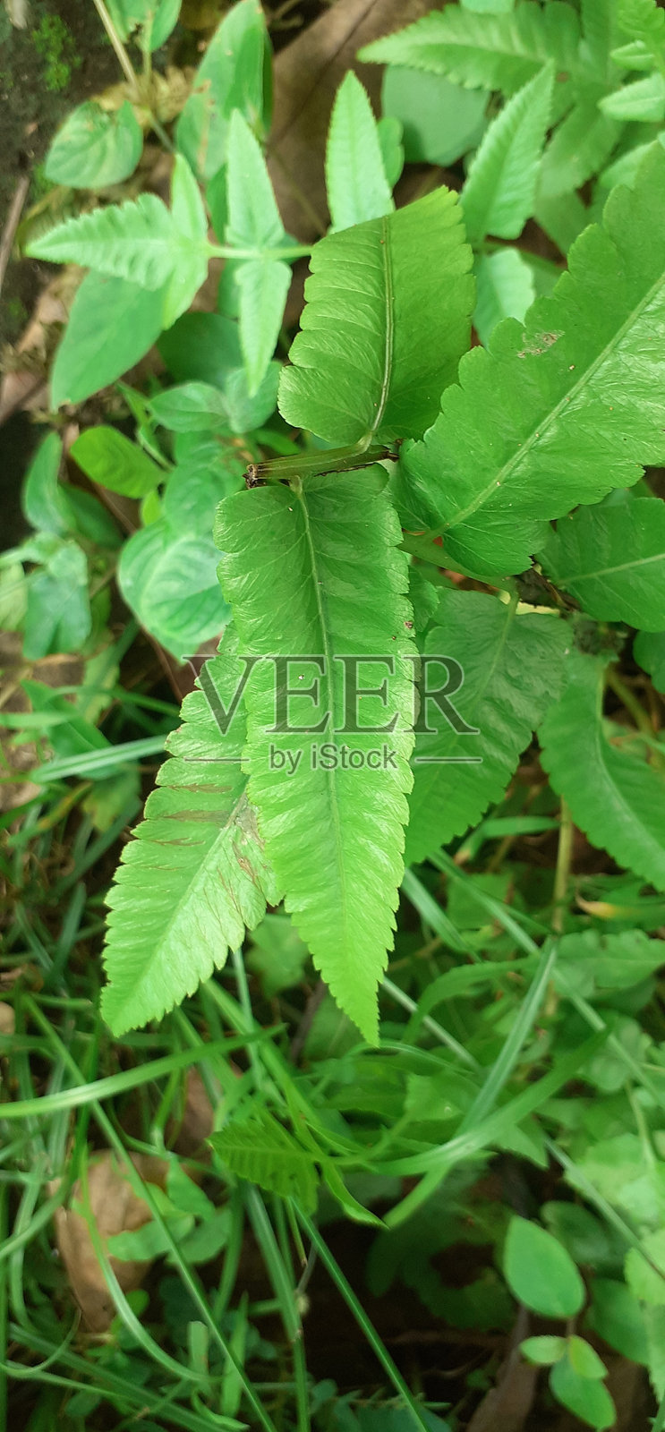 被打断的蕨类植物与绿色自然背景照片摄影图片