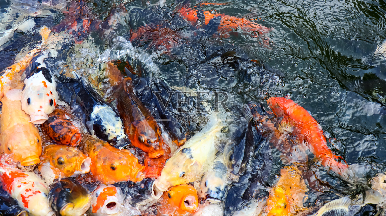 色彩斑斓的锦鲤照片摄影图片