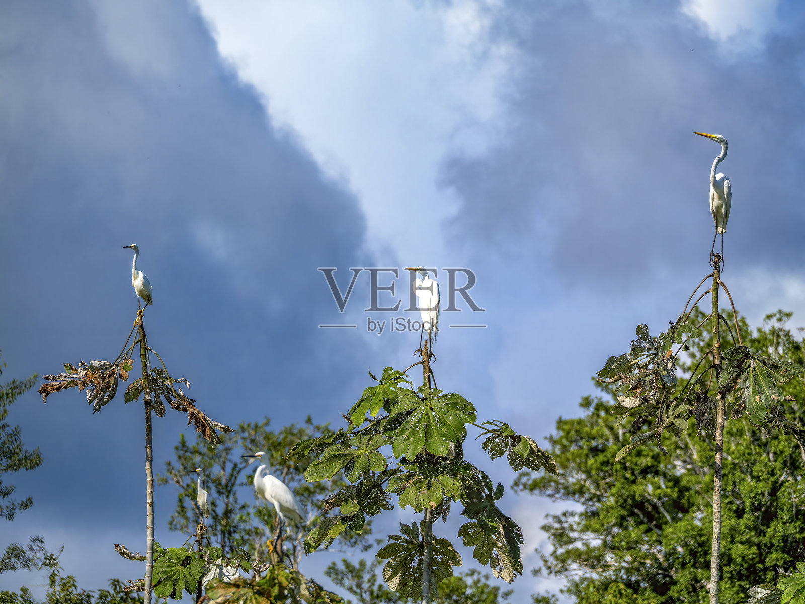 白鹭（Ardea alba，别名：Casmerodius albus）栖息在树顶。照片摄影图片