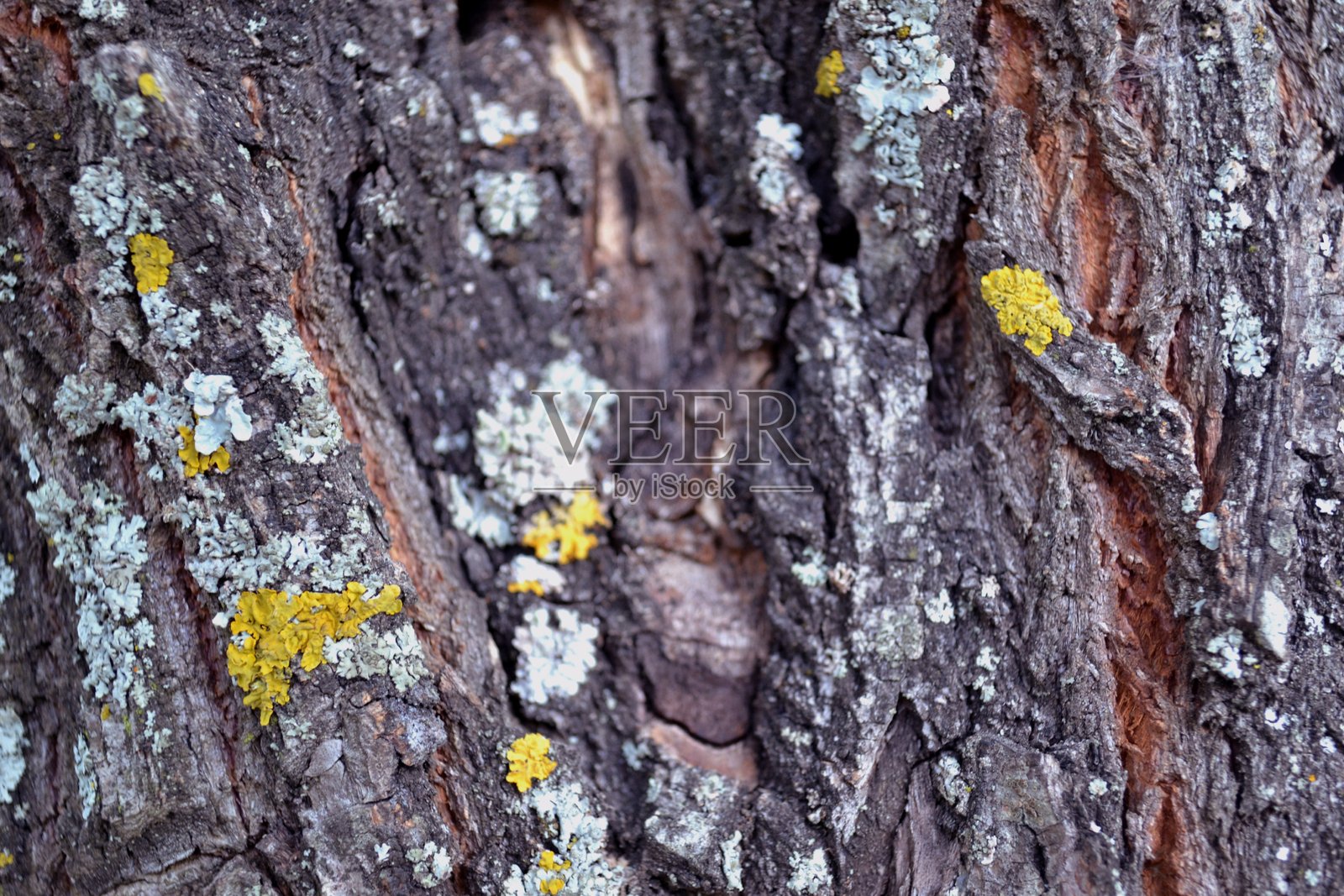 树皮照片摄影图片