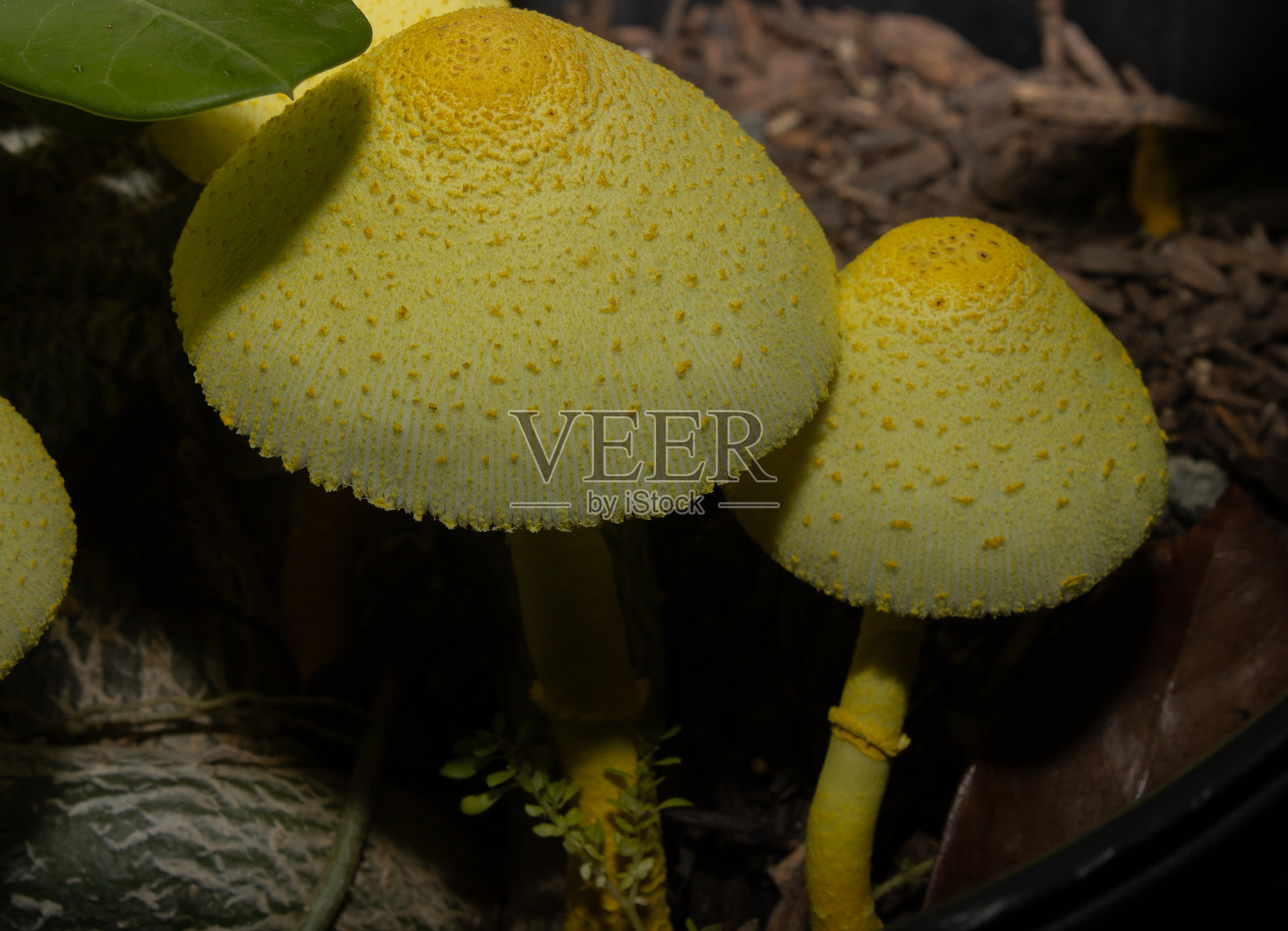 我植物中的真菌照片摄影图片