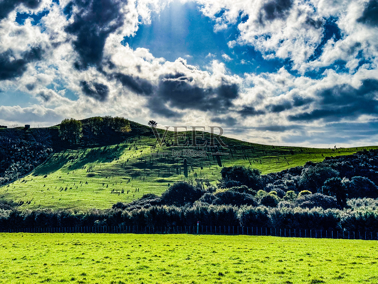 新西兰公共公园里的羊。春天的绿草地。照片摄影图片