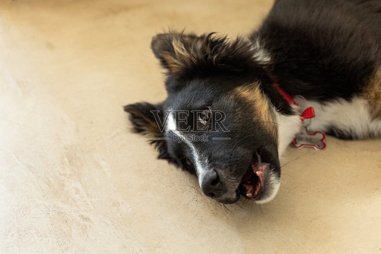 搞笑的小狗肖像照片摄影图片