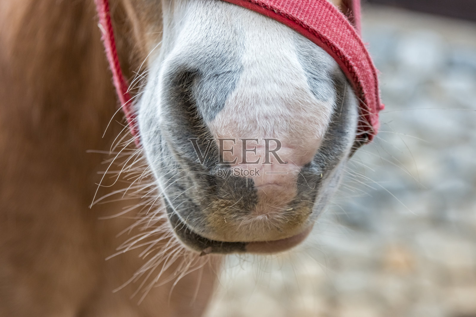 奥地利马匹的特写镜头。照片摄影图片
