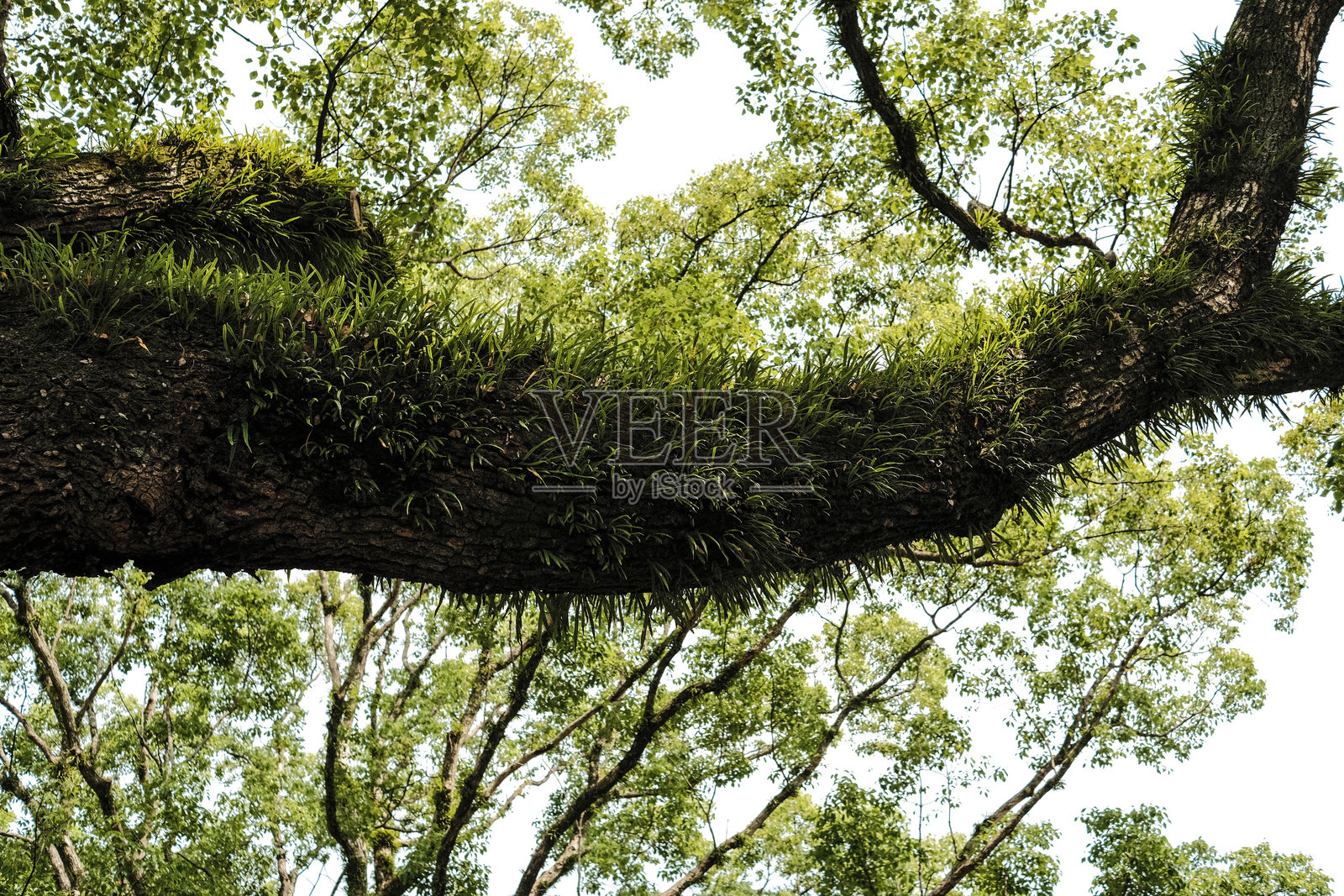 一棵被常春藤覆盖的树照片摄影图片