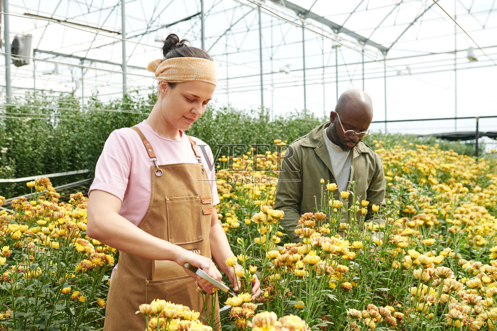 微笑的女性园丁与同事在温室种植园工作照片摄影图片