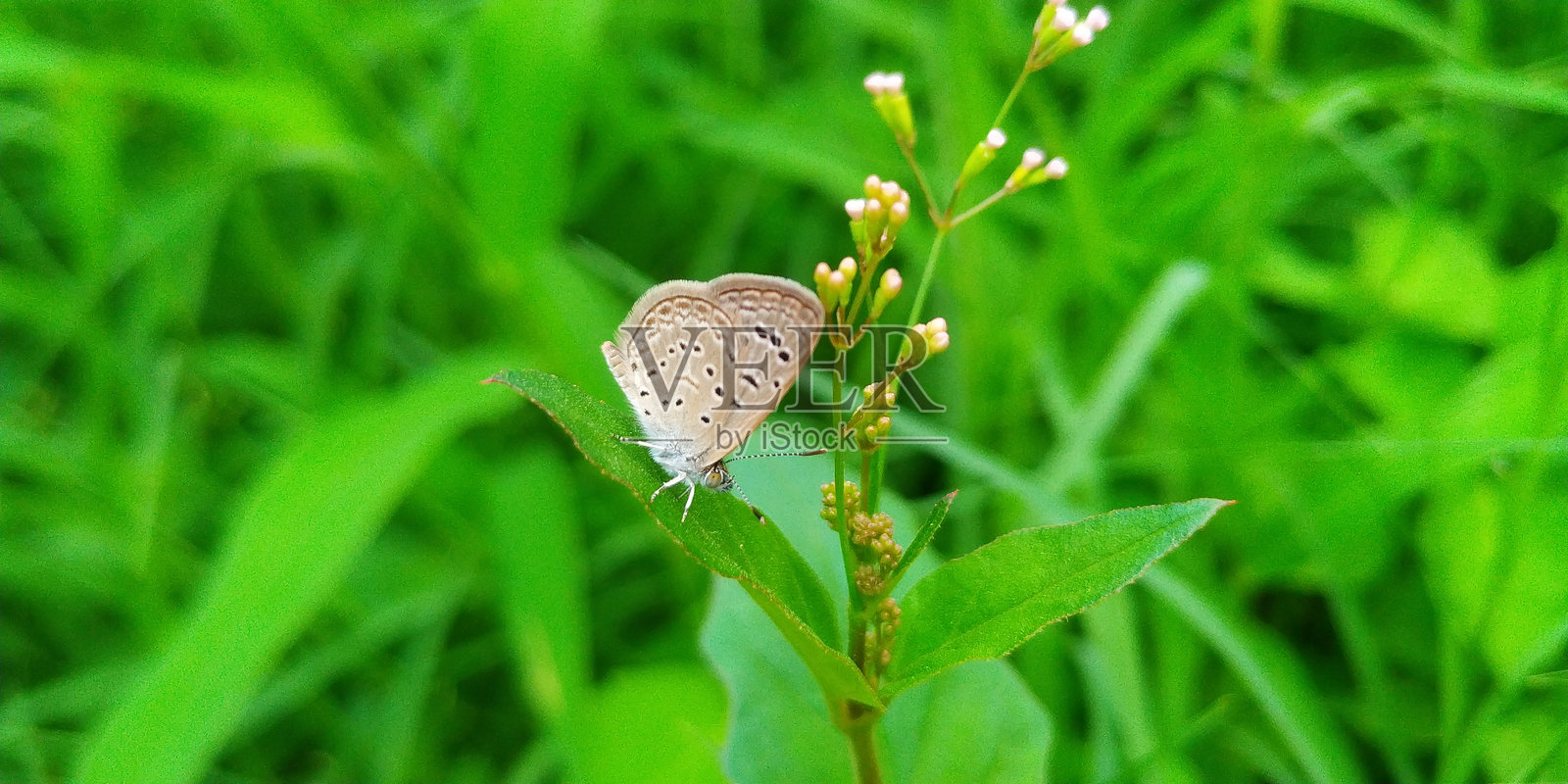 蝴蝶照片摄影图片