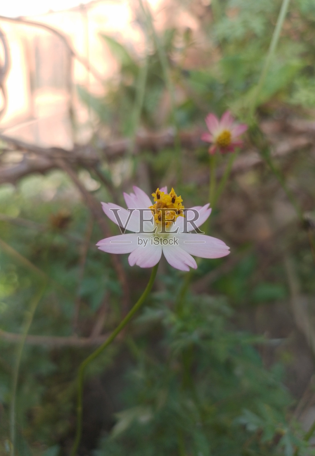 美丽的肯尼基尔花照片摄影图片