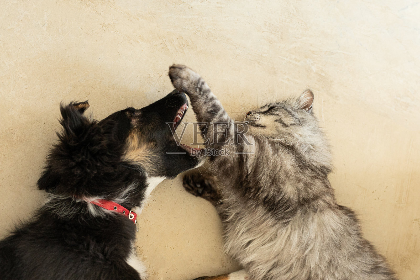 小狗和小猫在客厅里玩耍和打闹照片摄影图片