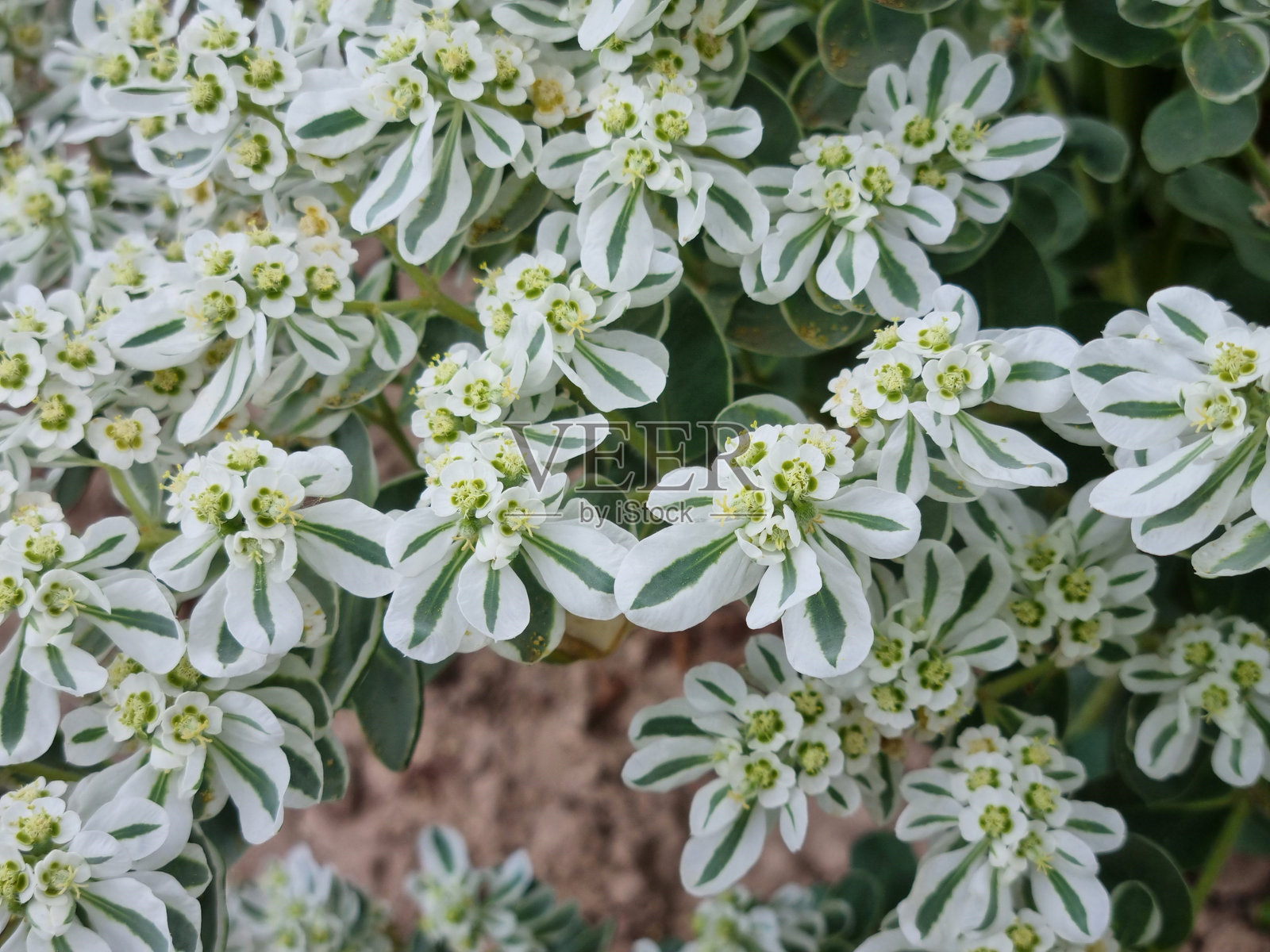 开花的园艺大戟灌木照片摄影图片