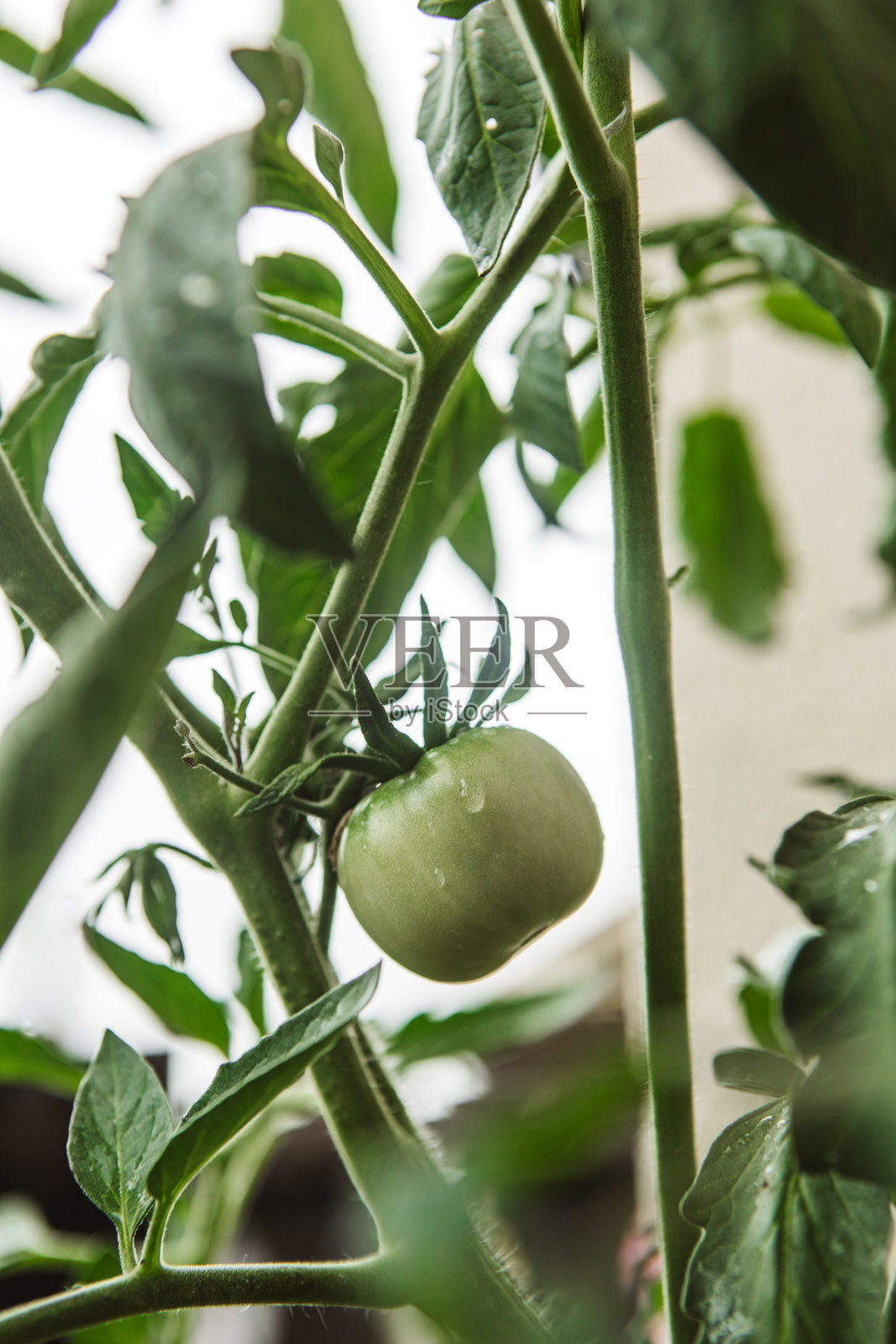 温室中成熟的绿色番茄照片摄影图片