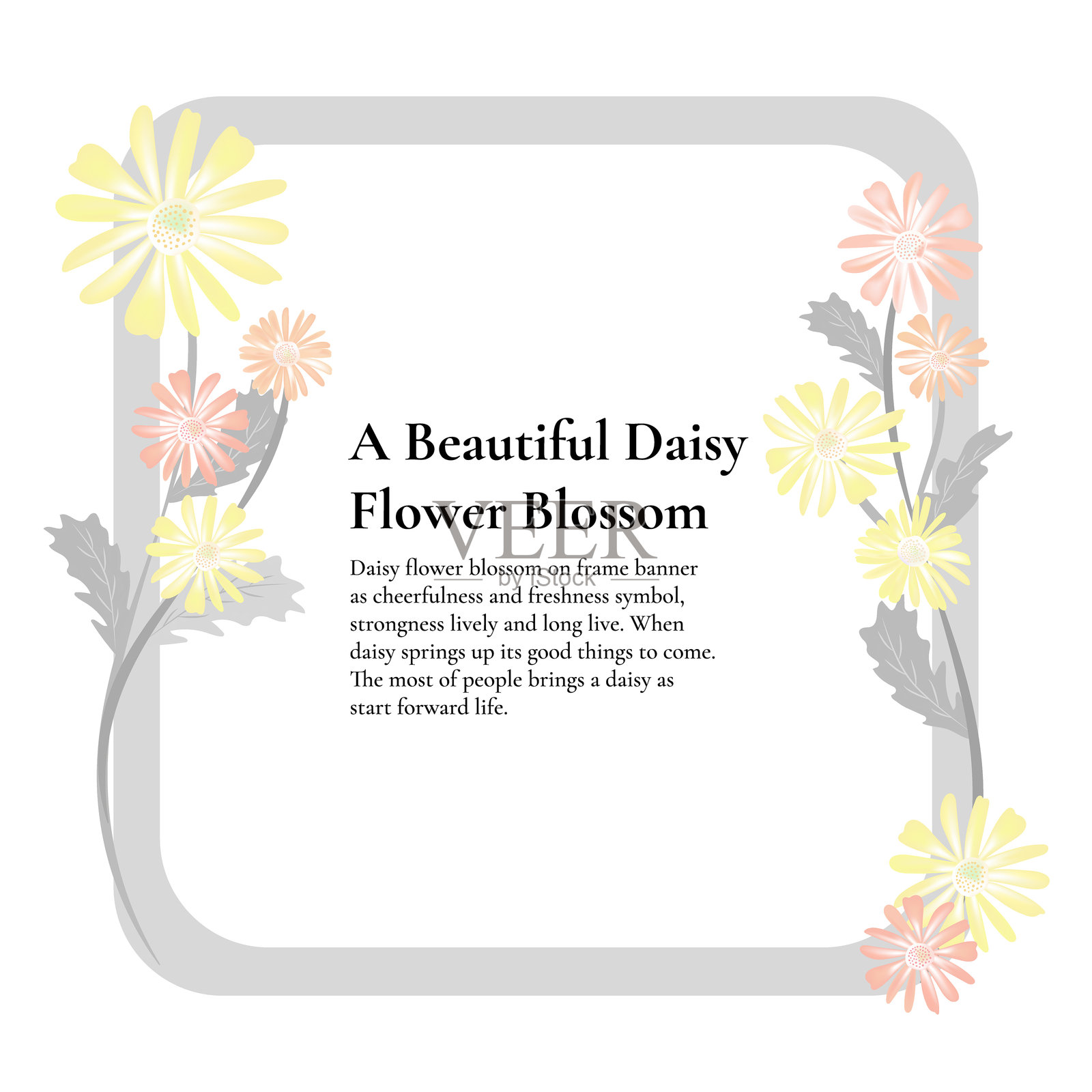 粉色雏菊花卉方形框架横幅，背景为白色插画图片素材