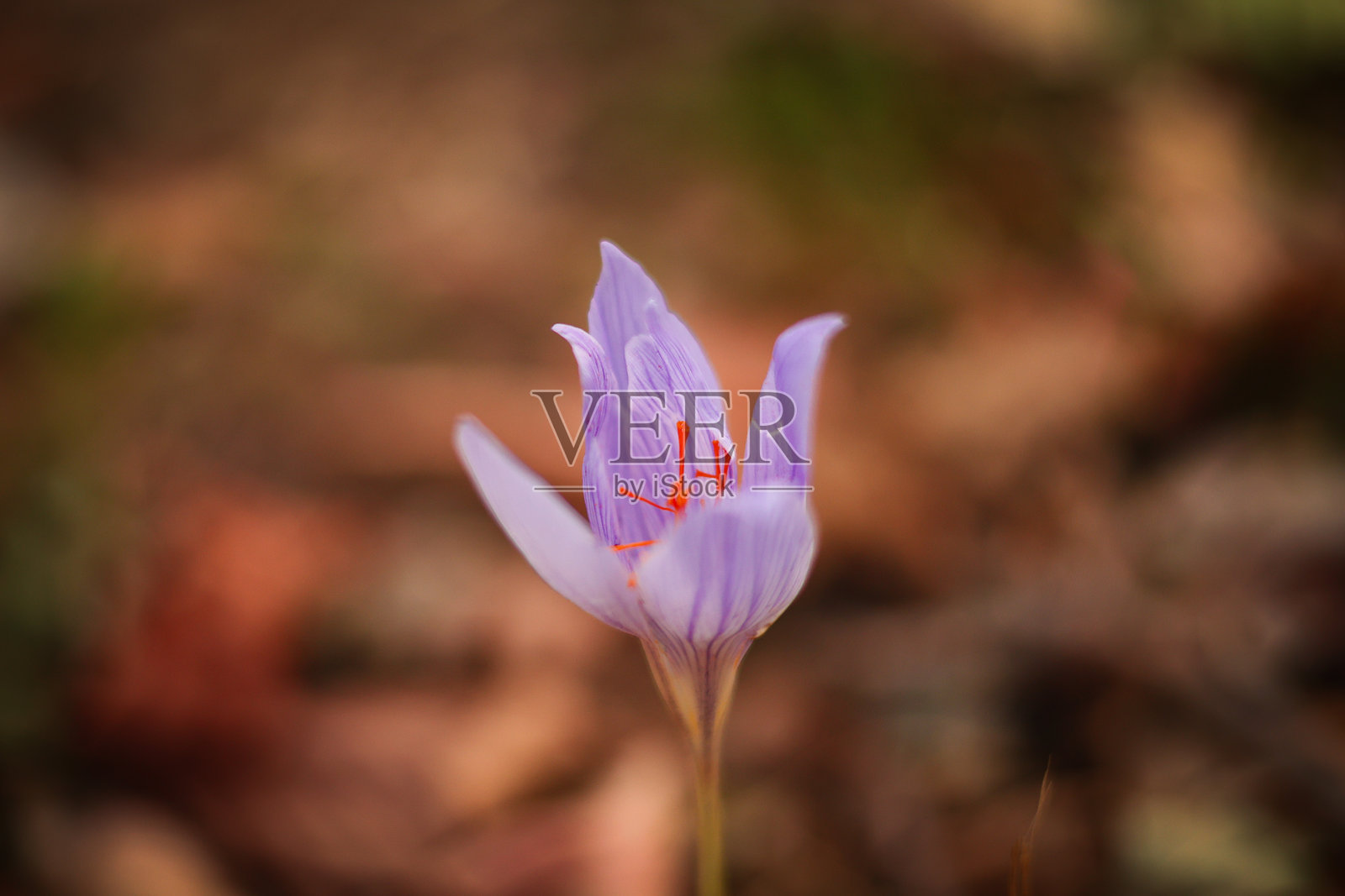 九月的花朵。照片摄影图片