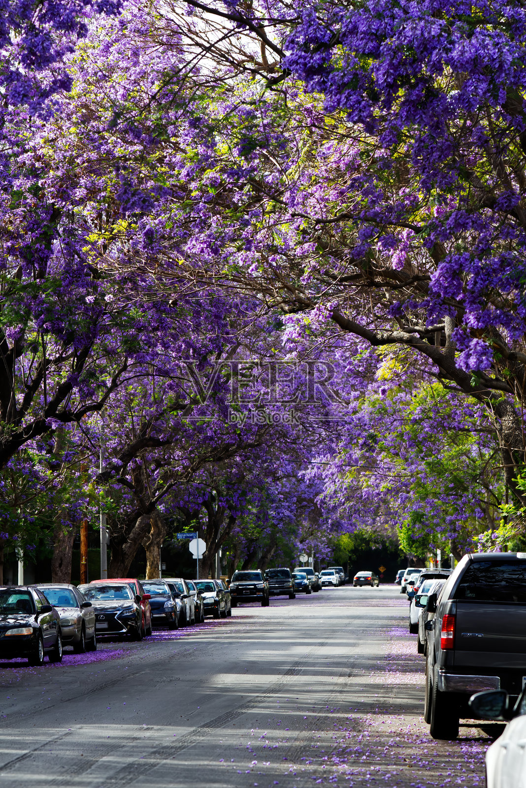 紫花盛开的街道，街边停满了汽车照片摄影图片