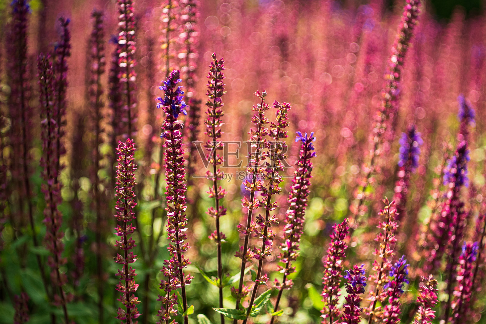 紫色鼠尾草的特写镜头照片摄影图片