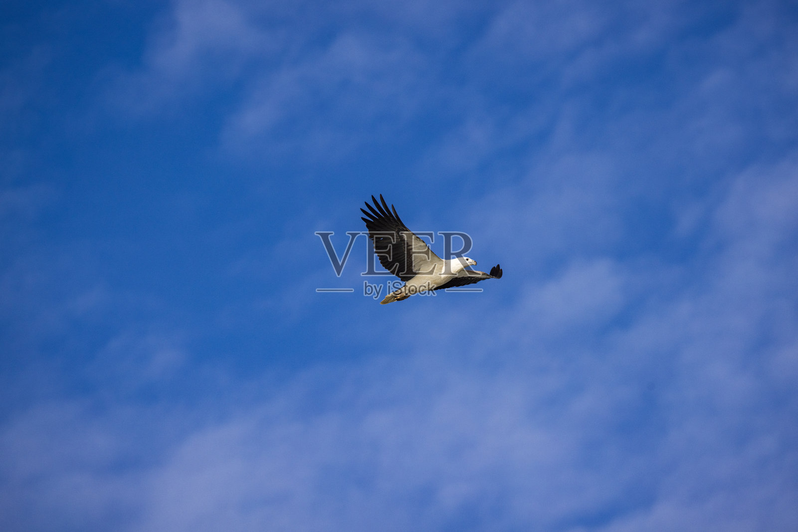 海鹰在蔚蓝的天空中翱翔照片摄影图片