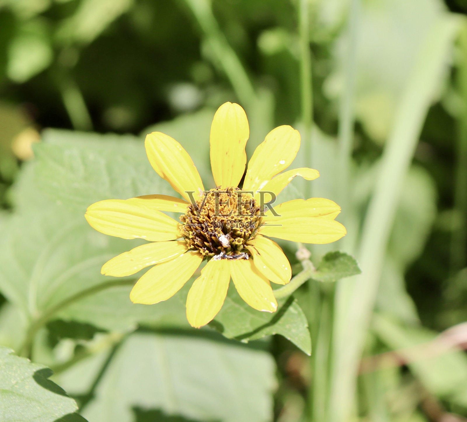 黄色野花照片摄影图片
