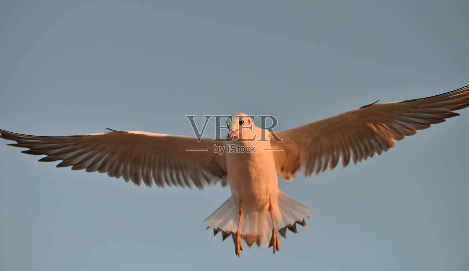 日落时飞翔的海鸥照片摄影图片
