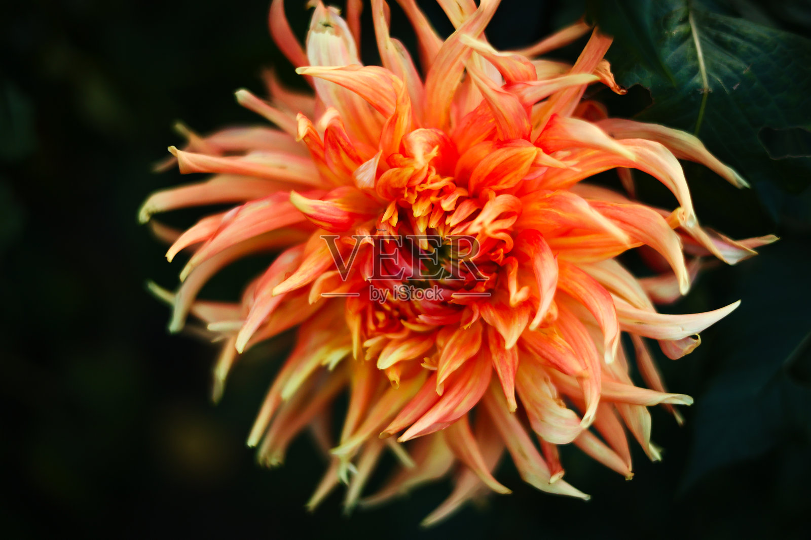 九月的花朵。照片摄影图片