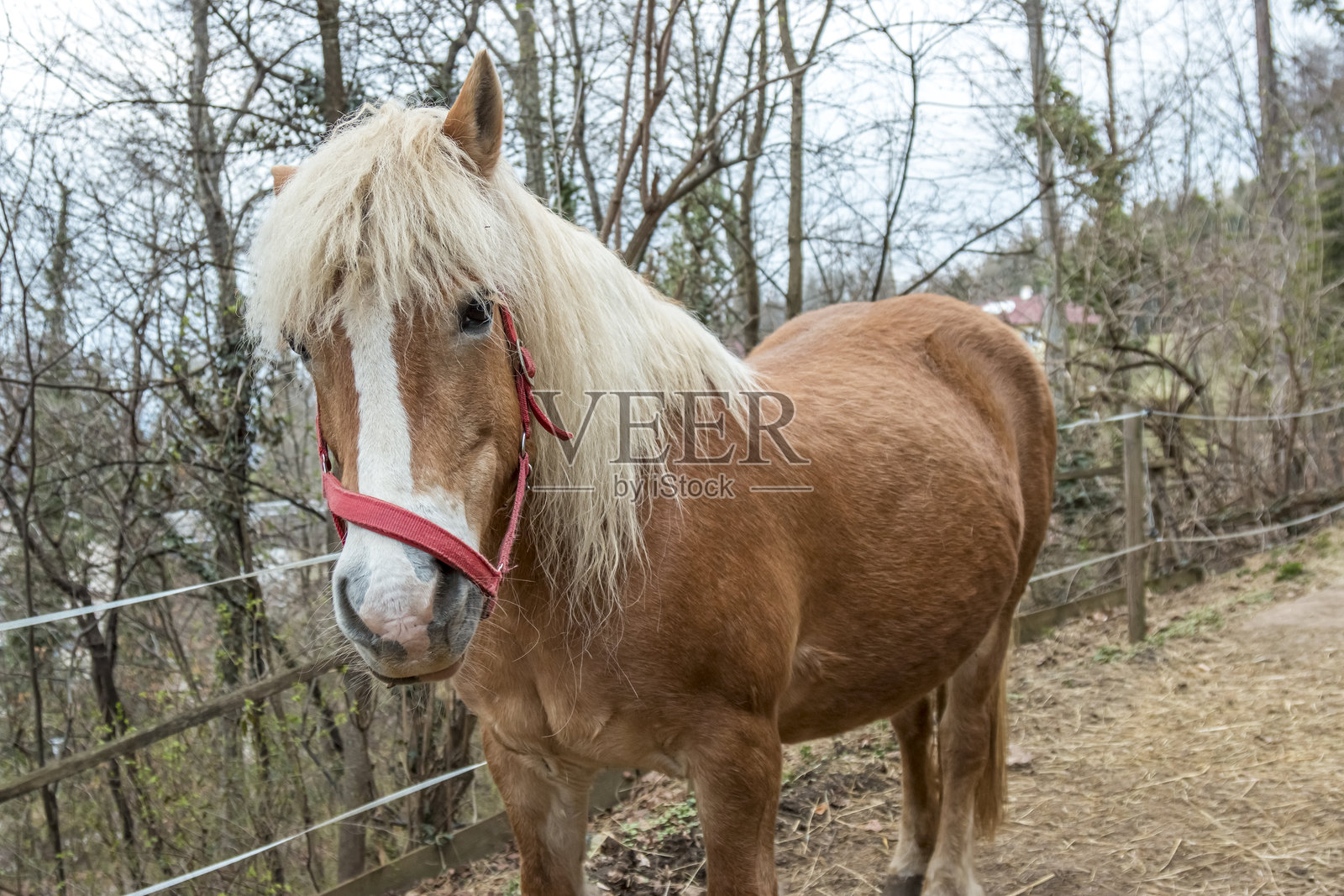 奥地利马匹的特写镜头。照片摄影图片