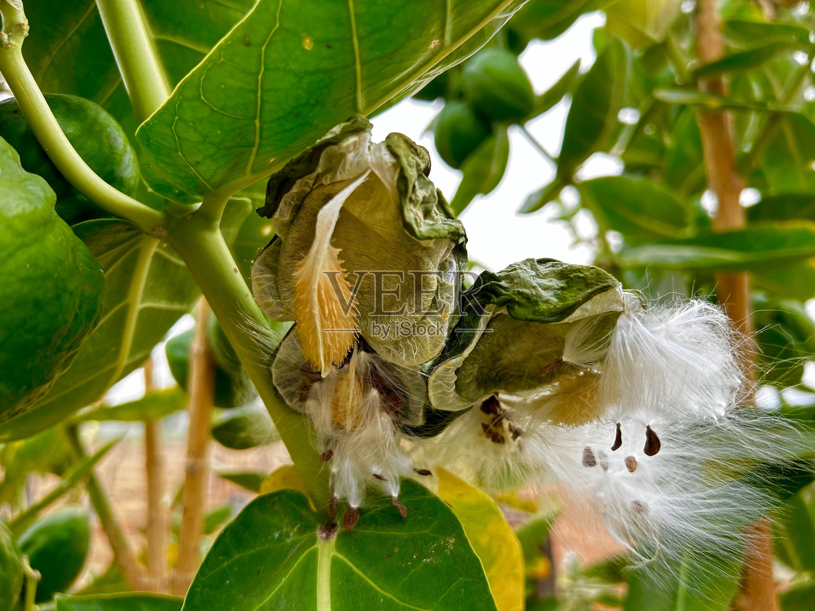 卡洛托皮斯·普罗塞拉的杂草植物部分照片摄影图片