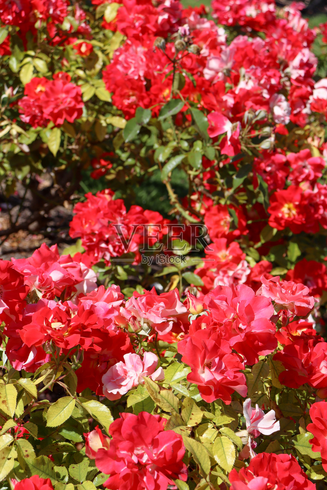 红玫瑰背景照片摄影图片