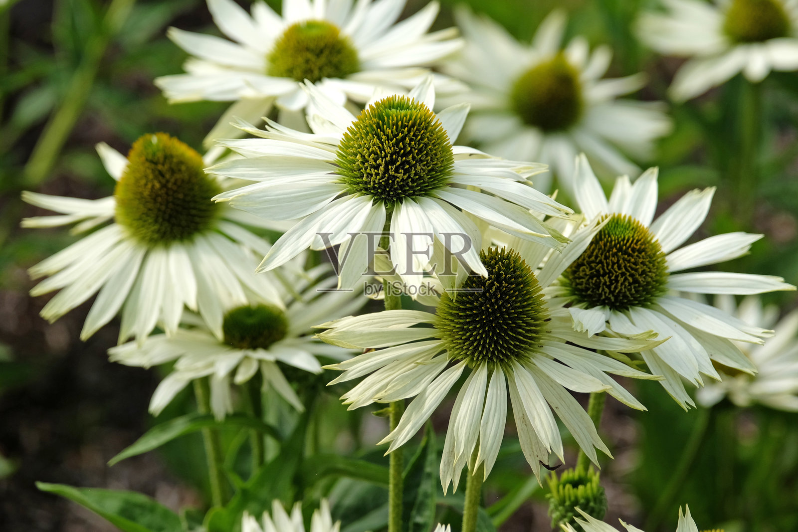 紫锥花，白色花朵盛开。照片摄影图片