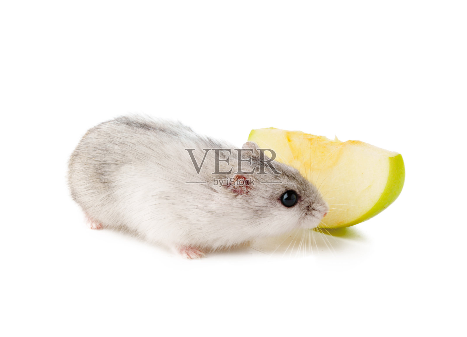 一只小白灰色的仓鼠在简单的白色背景下探索一片绿色苹果。照片摄影图片