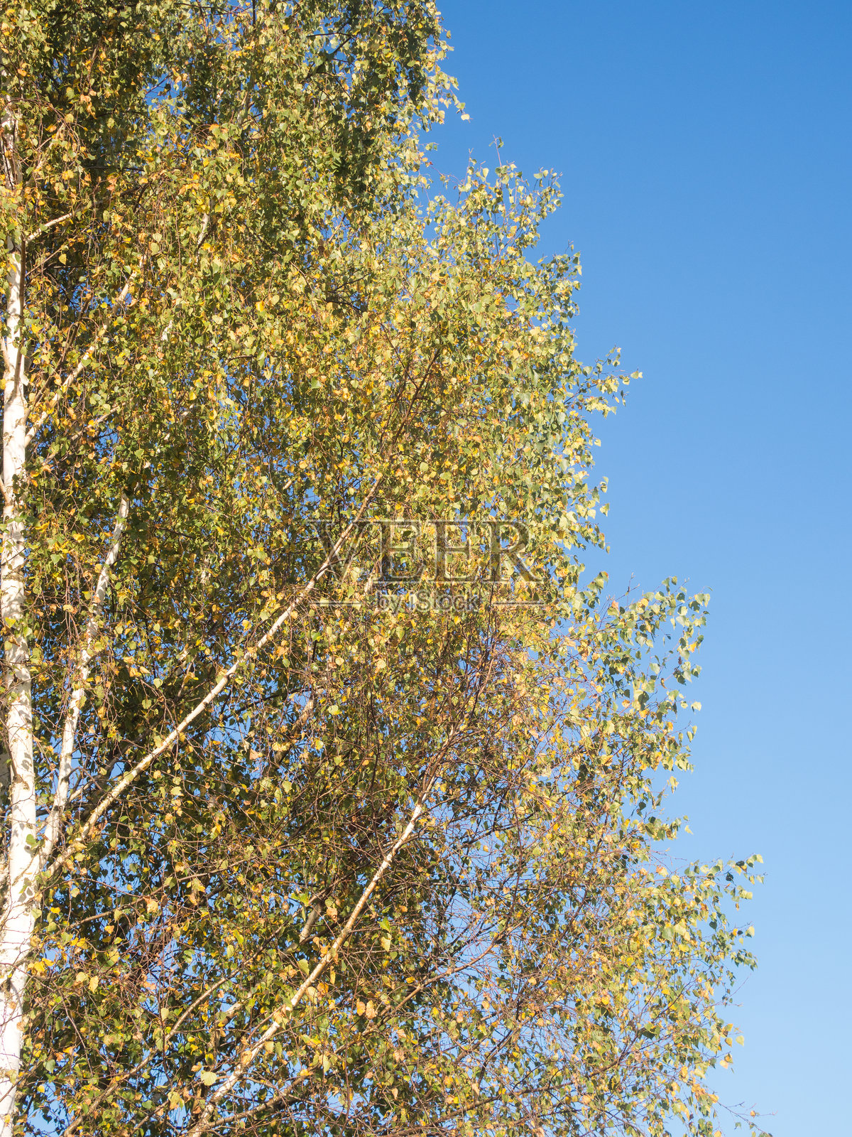 绿叶和黄叶的植物群落照片摄影图片