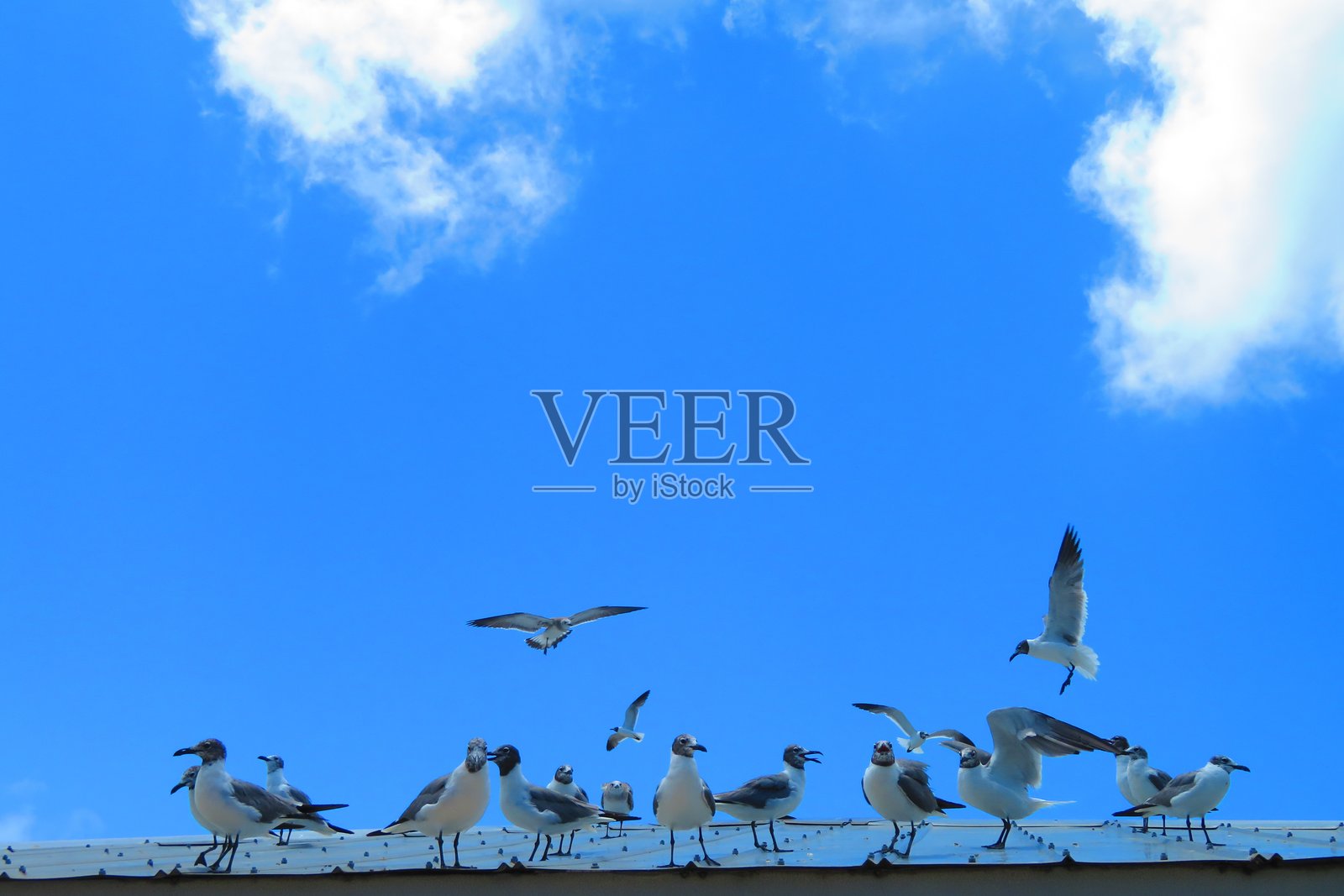 海鸥照片摄影图片