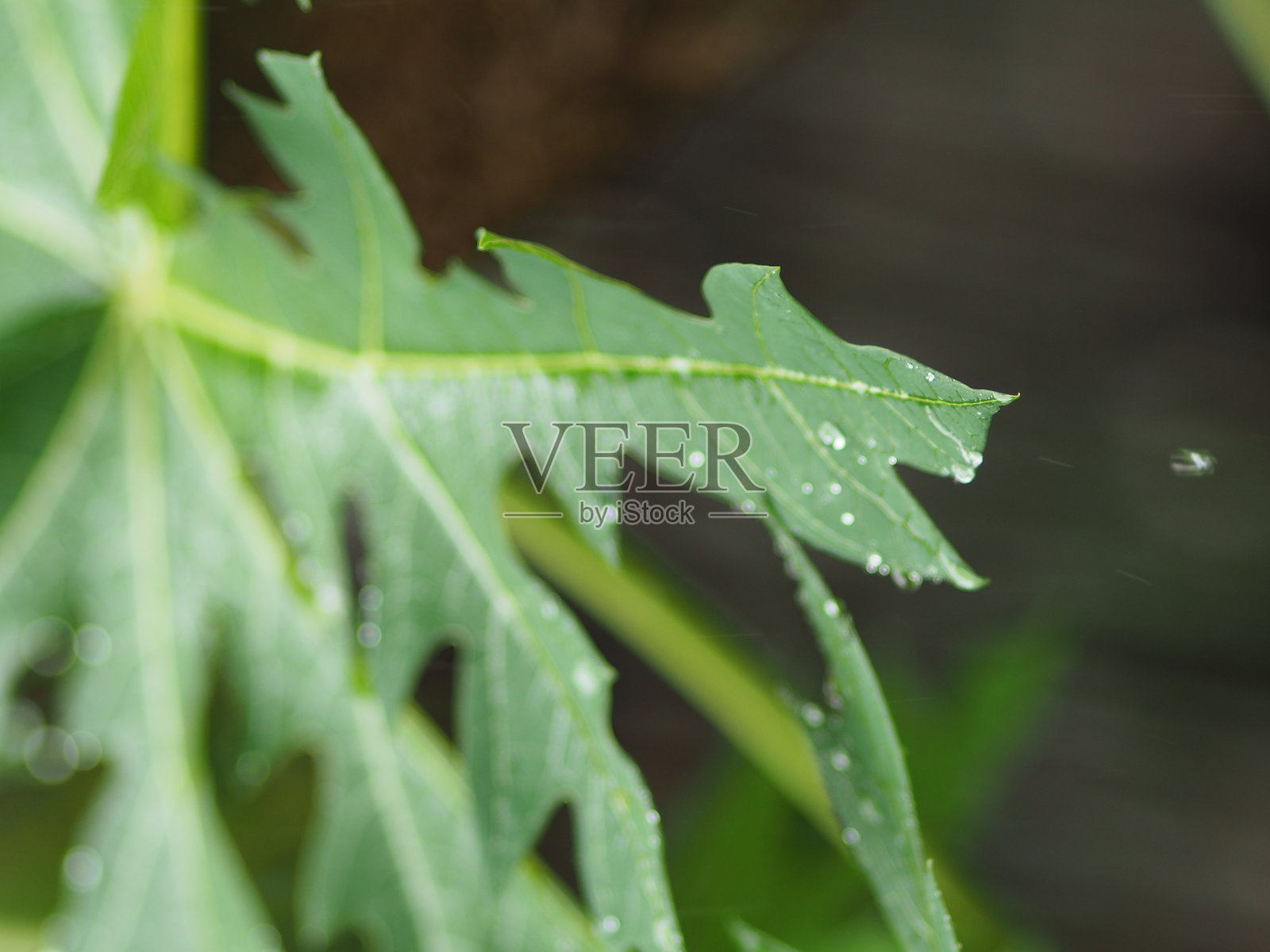 雨滴落在绿色新鲜的叶子上，背景模糊。照片摄影图片