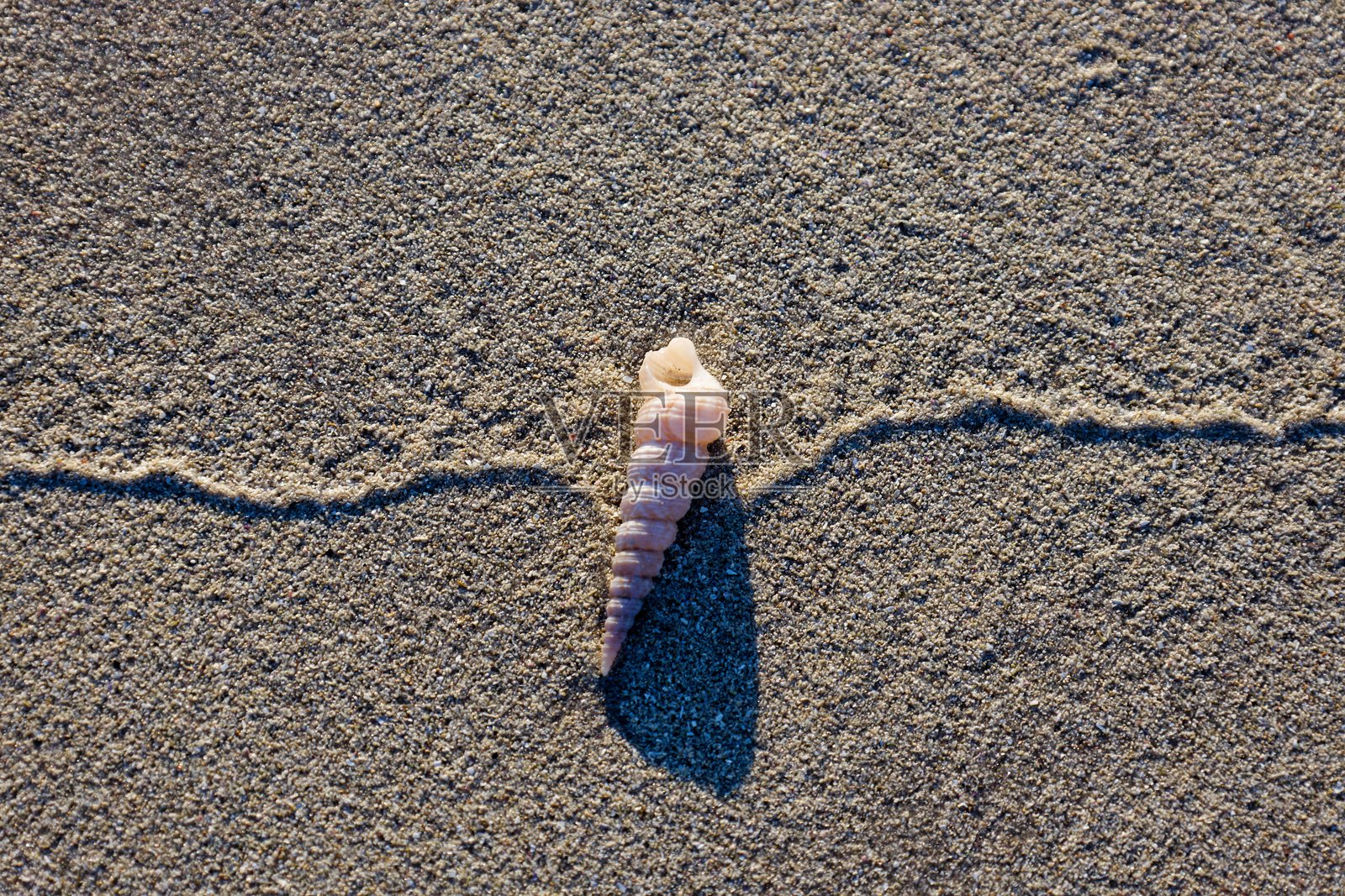 南非西开普省朗格班海滩上的贝壳。照片摄影图片
