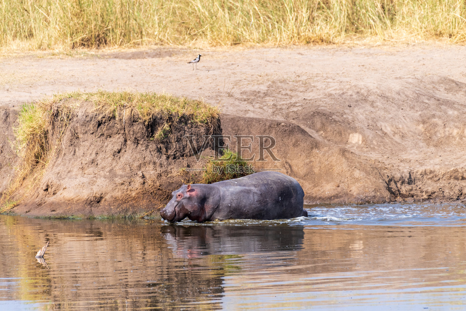 河马进入水中照片摄影图片