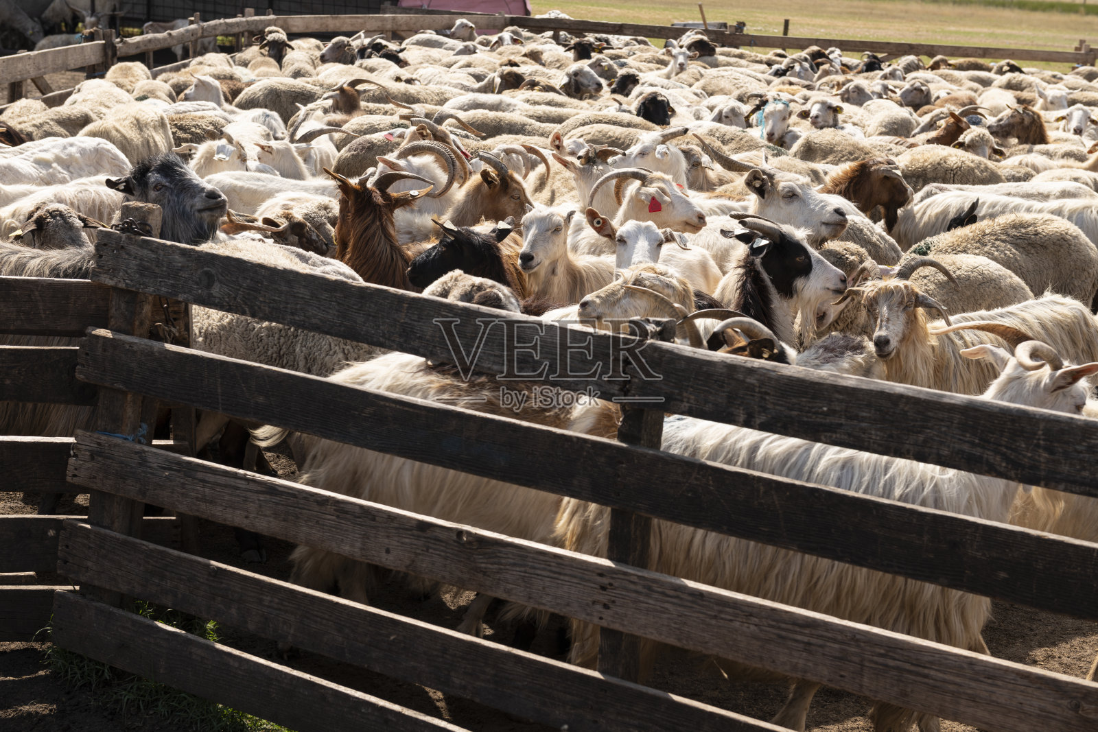 山羊和绵羊被赶入围栏照片摄影图片
