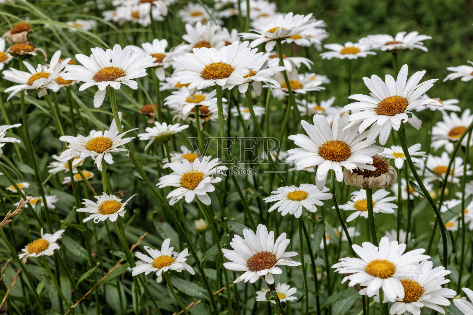 草地上的白色雏菊与绿色叶子照片摄影图片