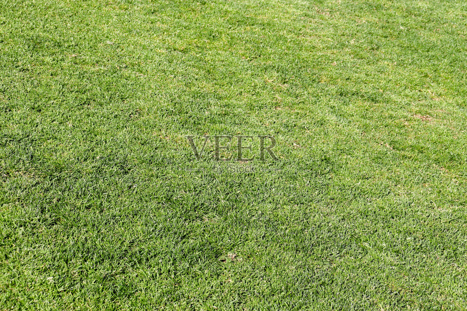 郁郁葱葱的草坪全景照片摄影图片