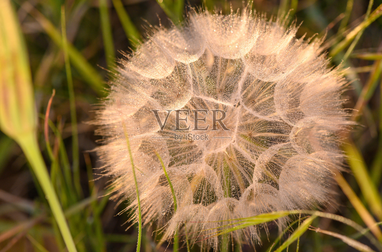 蒲公英种子的特写宏观摄影，夕阳光线下适合用作背景或设计。照片摄影图片