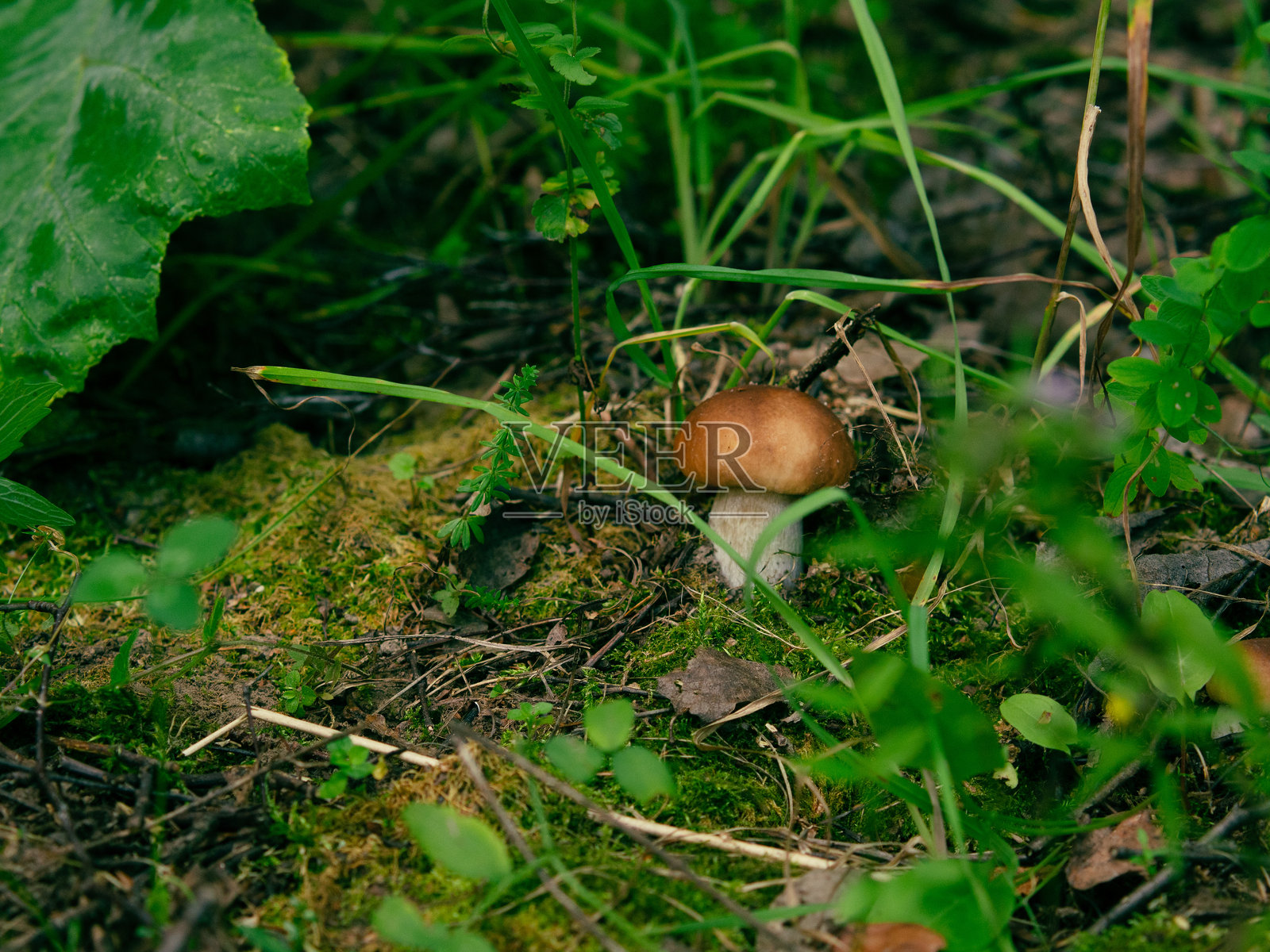 秋季森林中年轻可食用蘑菇的特写照片摄影图片