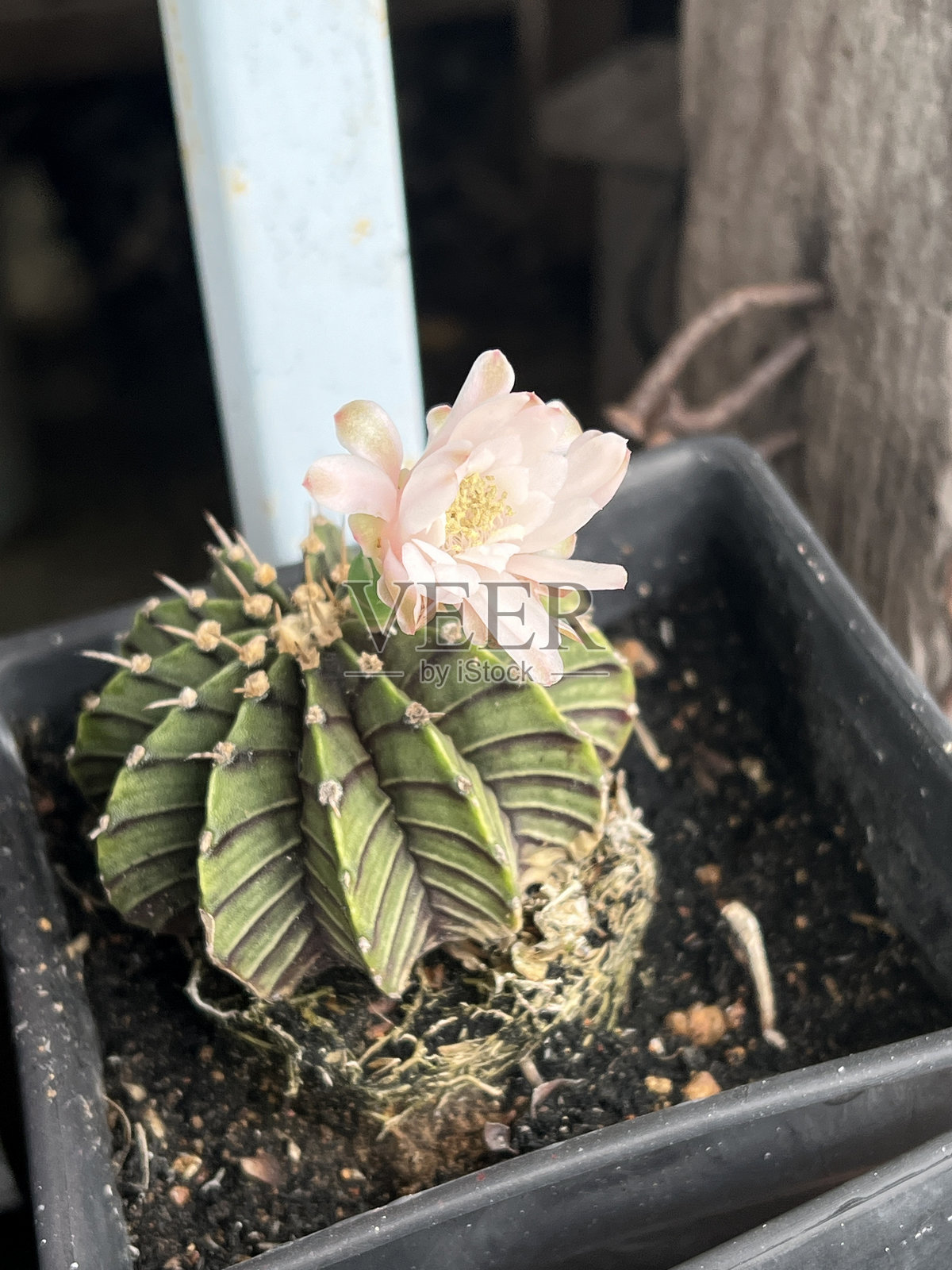 自然花园中的仙人掌花照片摄影图片