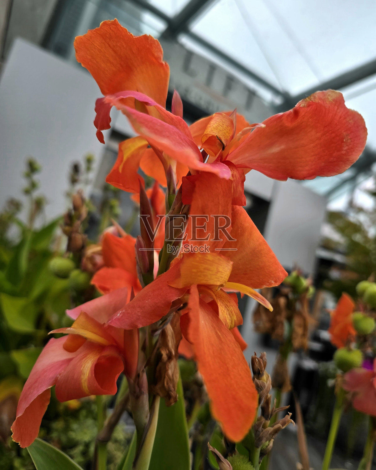 温哥华斯坦利公园海堤公共公园和休息区的多变花卉和植物照片摄影图片