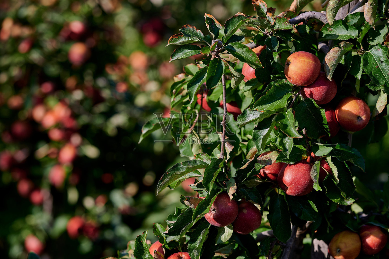 阳光明媚的果园中，早秋时节，树枝上挂着一簇成熟的红苹果，柔和的自然光照射下。照片摄影图片