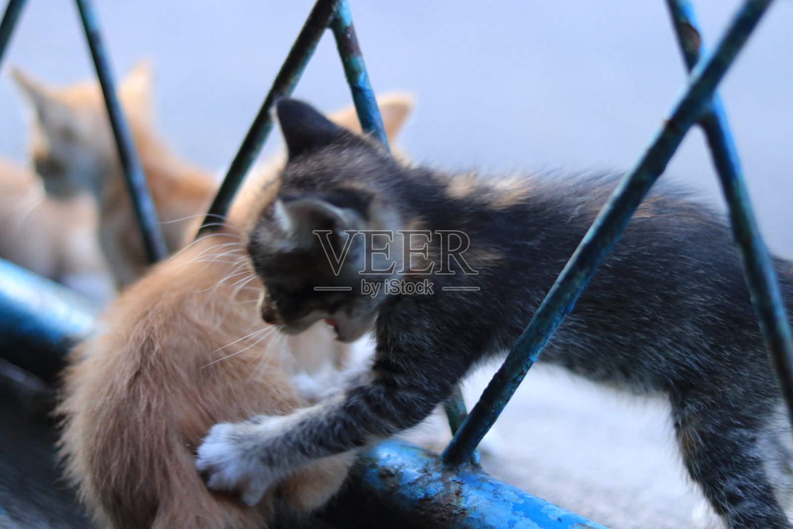 可爱又胖的橘色小猫和黑色小猫正在房子的围栏上玩耍。照片摄影图片