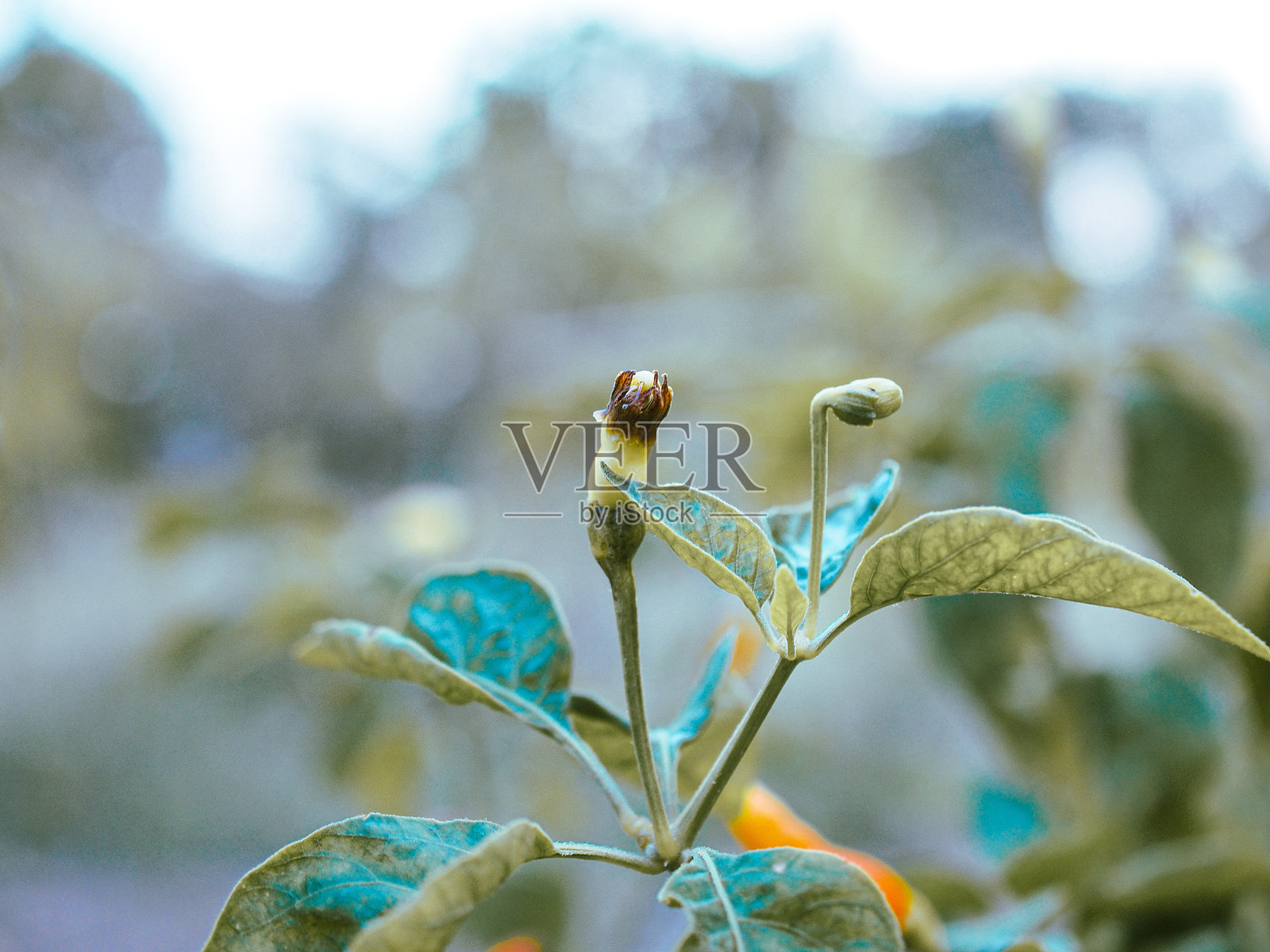 辣椒树照片摄影图片